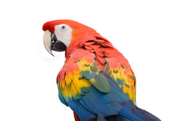 Guacamayo