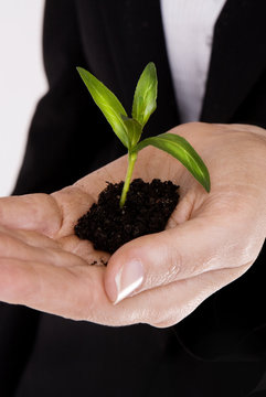 small plant in business person hand
