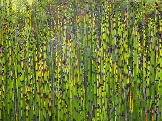 Bambus in der Sonne mit Spinnennetz