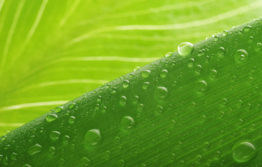 green leaf and water drop