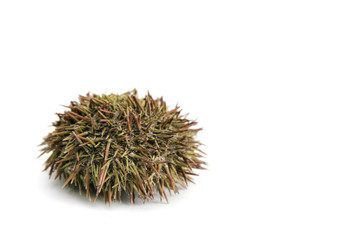 Urchin with spine