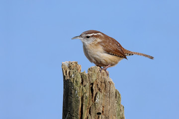 Carolina Wren On A Stump