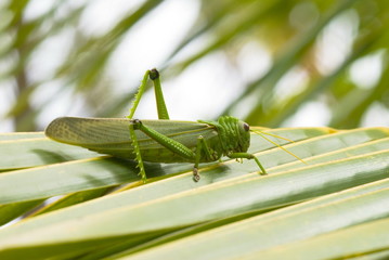 Grasshopper