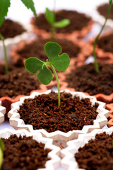 New life-Baby plant