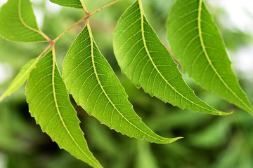 Neem leaves