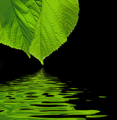 Fototapeta na wymiar green leaves on black background