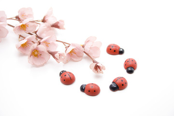 Marienkäfer mit Blume