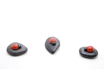 Marienkäfer auf Stein