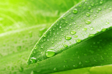 green leaf and water drop