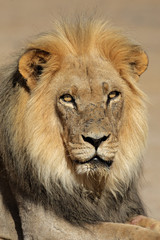 African lion (Panthera leo), Kalahari, South Africa