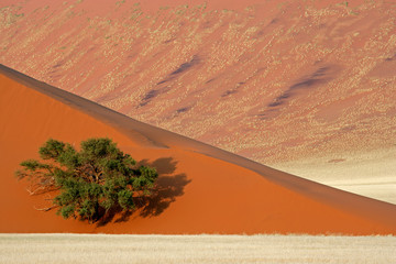 Dune, tree and sand dune, Sossusvlei, Namibia