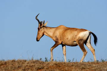 Red hartebeest against a clear blue sky, South Africa