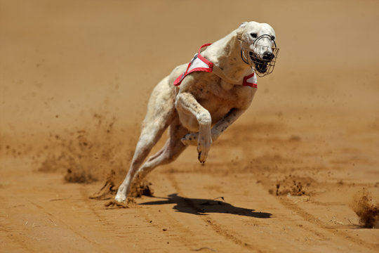 Sprinting Greyhound