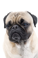 Obraz premium Cute Pug on White Background