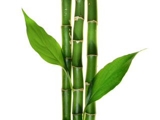 Fototapeta na wymiar Bamboo