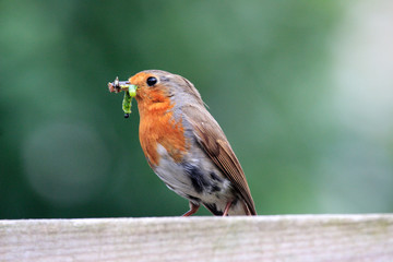 Redbreast with food