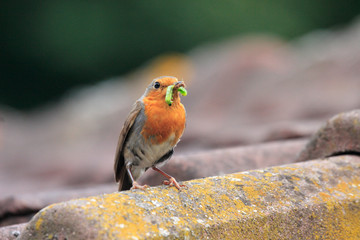 Redbreast with food