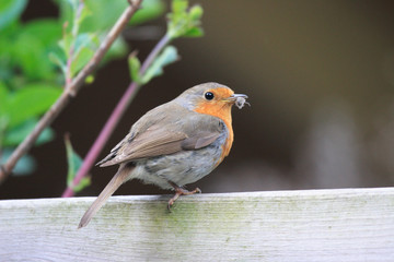 Redbreast
