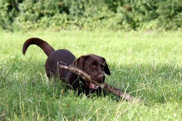 Brauner Labrador