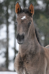 hannoverian foal portrait in winter