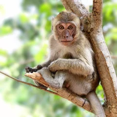 Selbstklebende Fototapete Affe Junger Affe