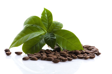 growing coffee
