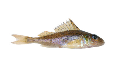 Small ruff fish isolated on white background