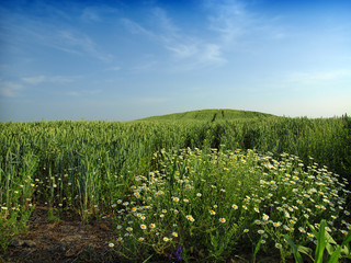 Obraz premium flowers and wheat