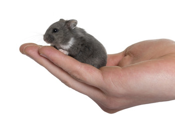 Mouse in a human hand in front of white background, studio shot