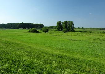 Photo sur Plexiglas Été green landscape