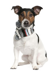 Portrait of Jack Russell terrier wearing scarf sitting
