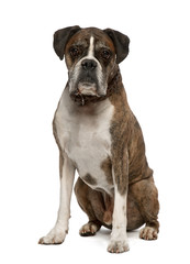 Portrait of Old Boxer, 11 years old, sitting, studio shot