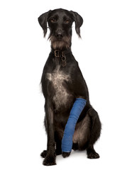 Lurcher, 3 years old, with arm cast sitting, studio shot