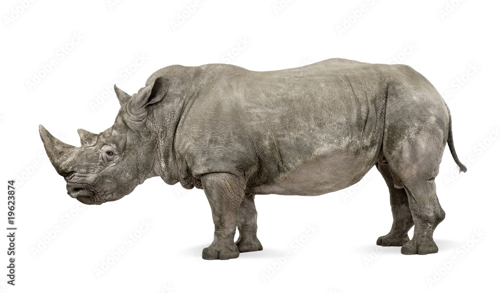 Canvas Prints white rhinoceros, ceratotherium simum, 10 years old