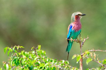 Lilac-breasted roller