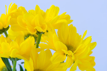 beautiful bouquet of yellow flowers