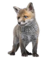 Red fox cub, 6 Weeks old, Vulpes vulpes