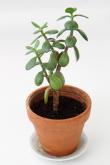 green plant