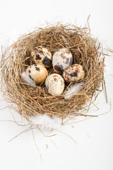 Naklejka na ściany i meble motley eggs at nest.
