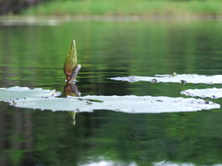 Nénuphar