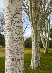 Names tree