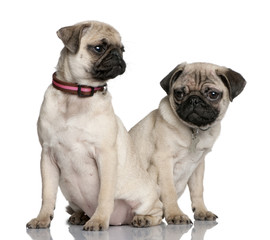 Couple of puppy pug (3 and 4 months old)