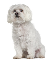 Old Maltese dog, 10 years old, sitting, studio shot
