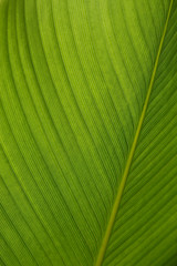 Textured palm leaf across sun light