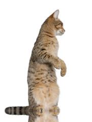 Young Bengal cat, 7 months old, standing, studio shot
