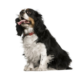 Cavalier King Charles Spaniel panting, 3 years old, studio shot