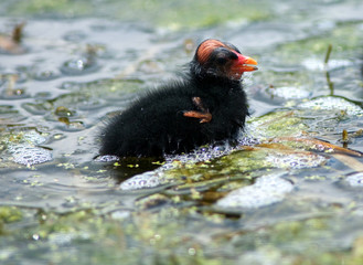 moorhen