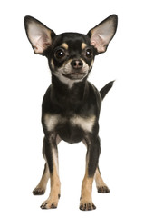 Chihuahua dog, 9 months old, standing, studio shot