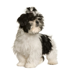 Shih Tzu, 3 months old, standing, studio shot
