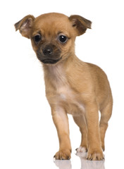 Puppy Crossbreed with a Shih Tzu and a Yorkshire Terrier